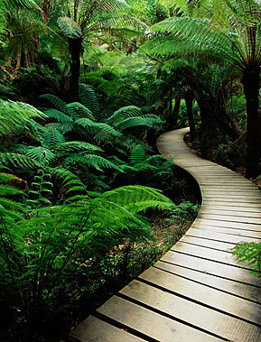 Image of a wood board path through nature